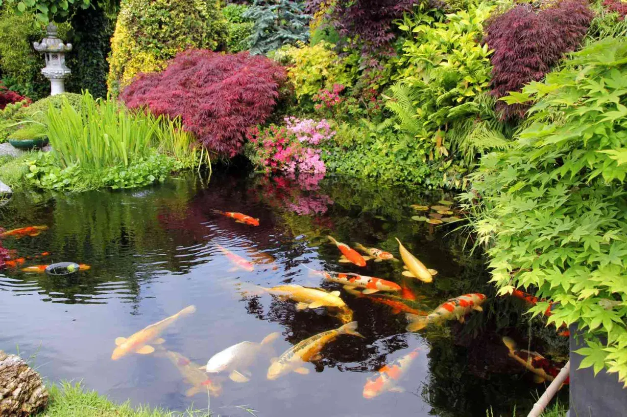 En vacker damm med koi-fiskar som simmar i det klara vattnet, omgiven av frodig grönska och blommor. En dröm för den som vill bygga damm.