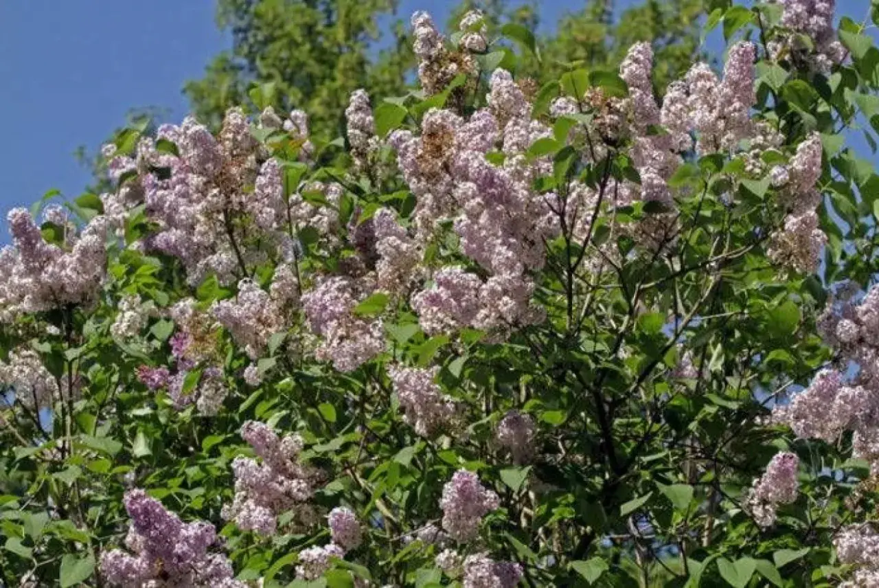 En frodig syrenbuske med lila blommor i full blom. Perfekt för att plantera syren och njuta av doften.