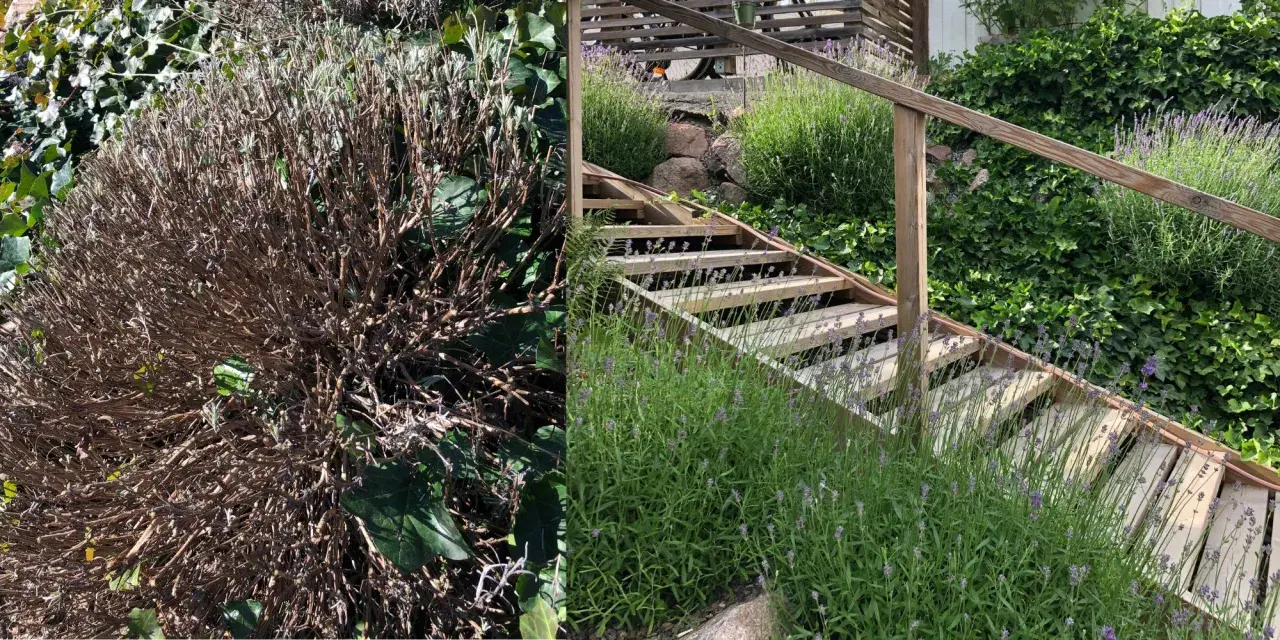 Före och efter: en vissnad lavendelbuske bredvid en trappa med frodig lavendel. Dags att klippa ner lavendel för att få den att blomstra igen.