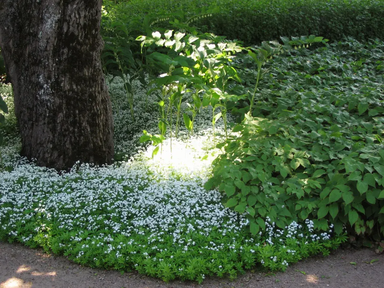 En matta av små vita blommor breder ut sig vid en stor trädstam. Solen lyser upp perenner sol, som skapar en drömsk scen i trädgården.