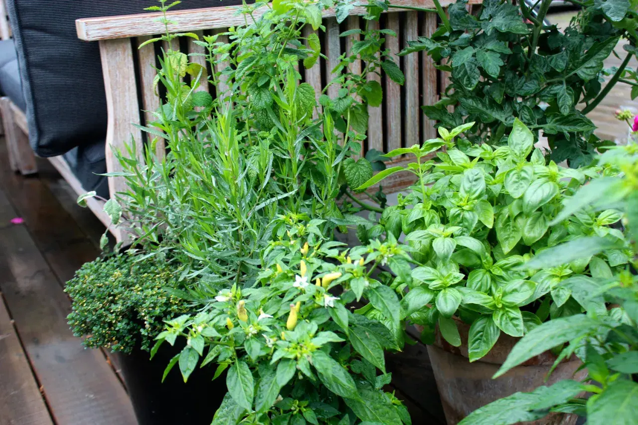 Grönskande örter och chiliplantor i krukor vid en träbänk. En härlig plats att odla dragon och andra smaker.