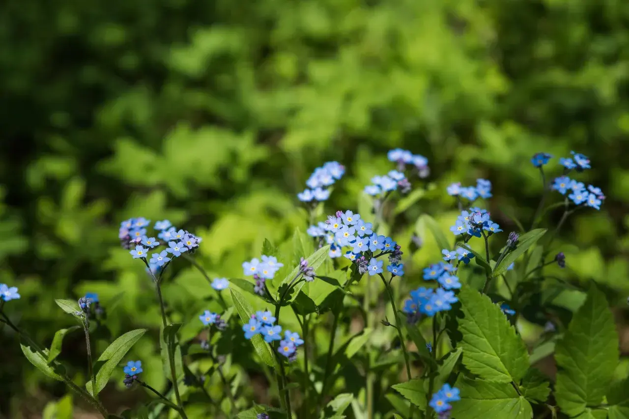 Små, blå blommor utomhus, som små himlar på jorden, lyser upp den gröna skogen.
