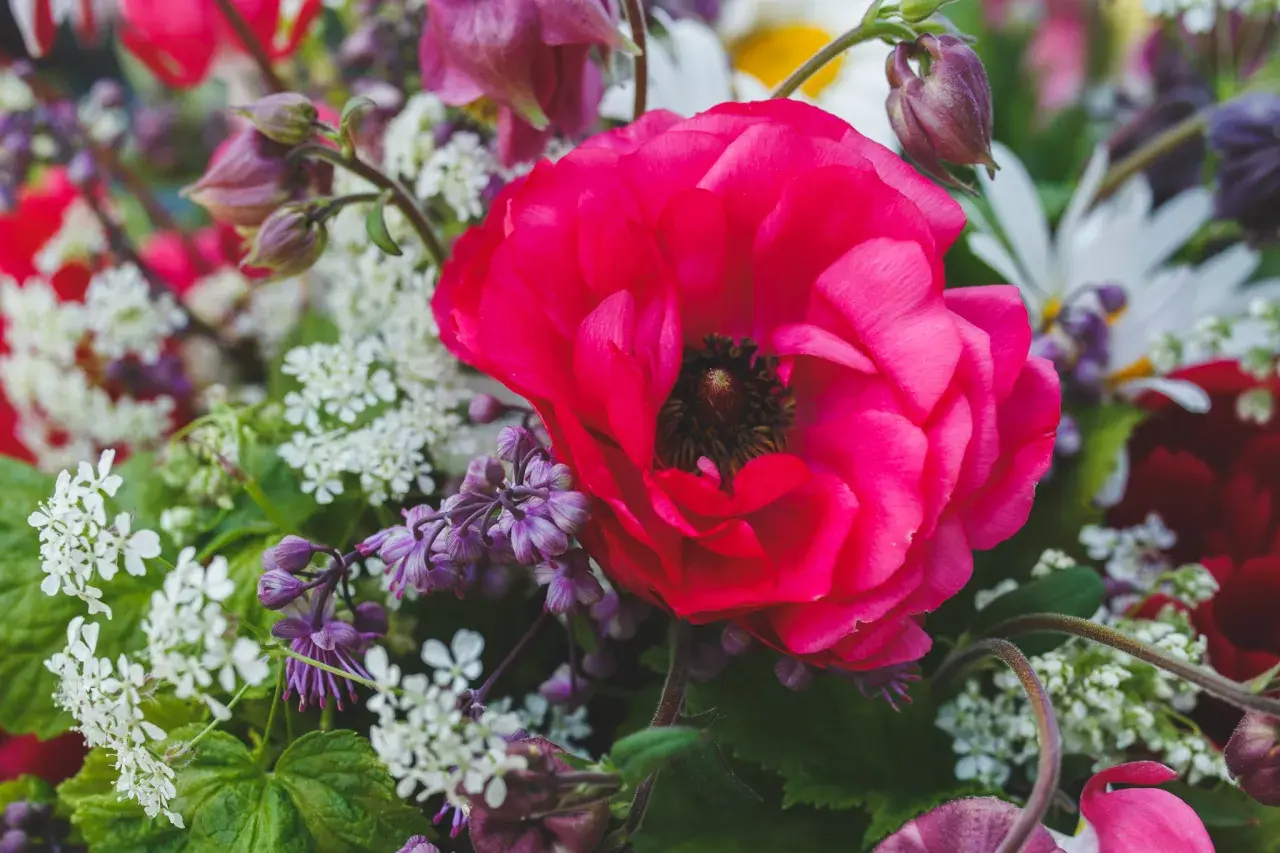 En stor, fuchsiafärgad ranunkel perenn dominerar en blomsterbukett med små vita blommor och lila accenter.