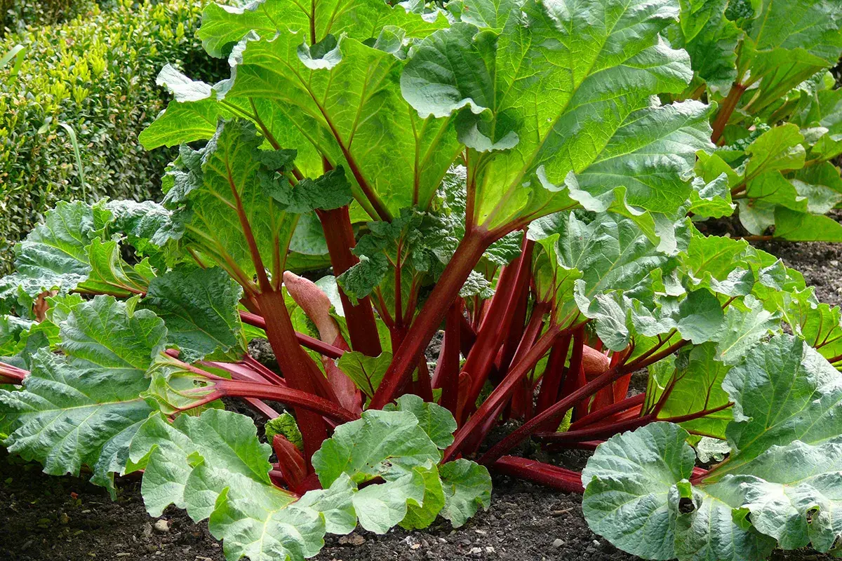 En frodig rabarberplanta med stora, gröna blad och röda stjälkar. Perfekt för att plantera rabarber i trädgården för framtida skörd.