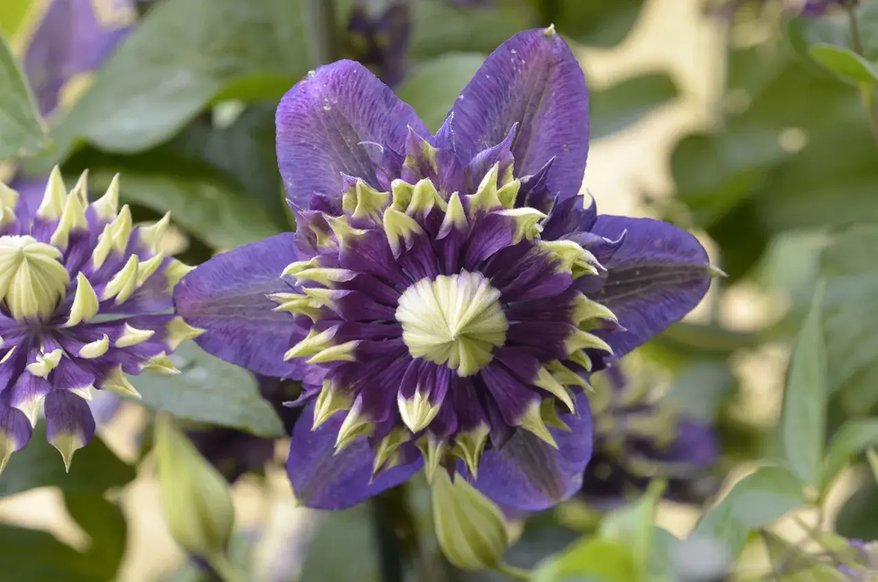 En mörklila klematis med ljusgröna spetsar blommar i skuggan.
