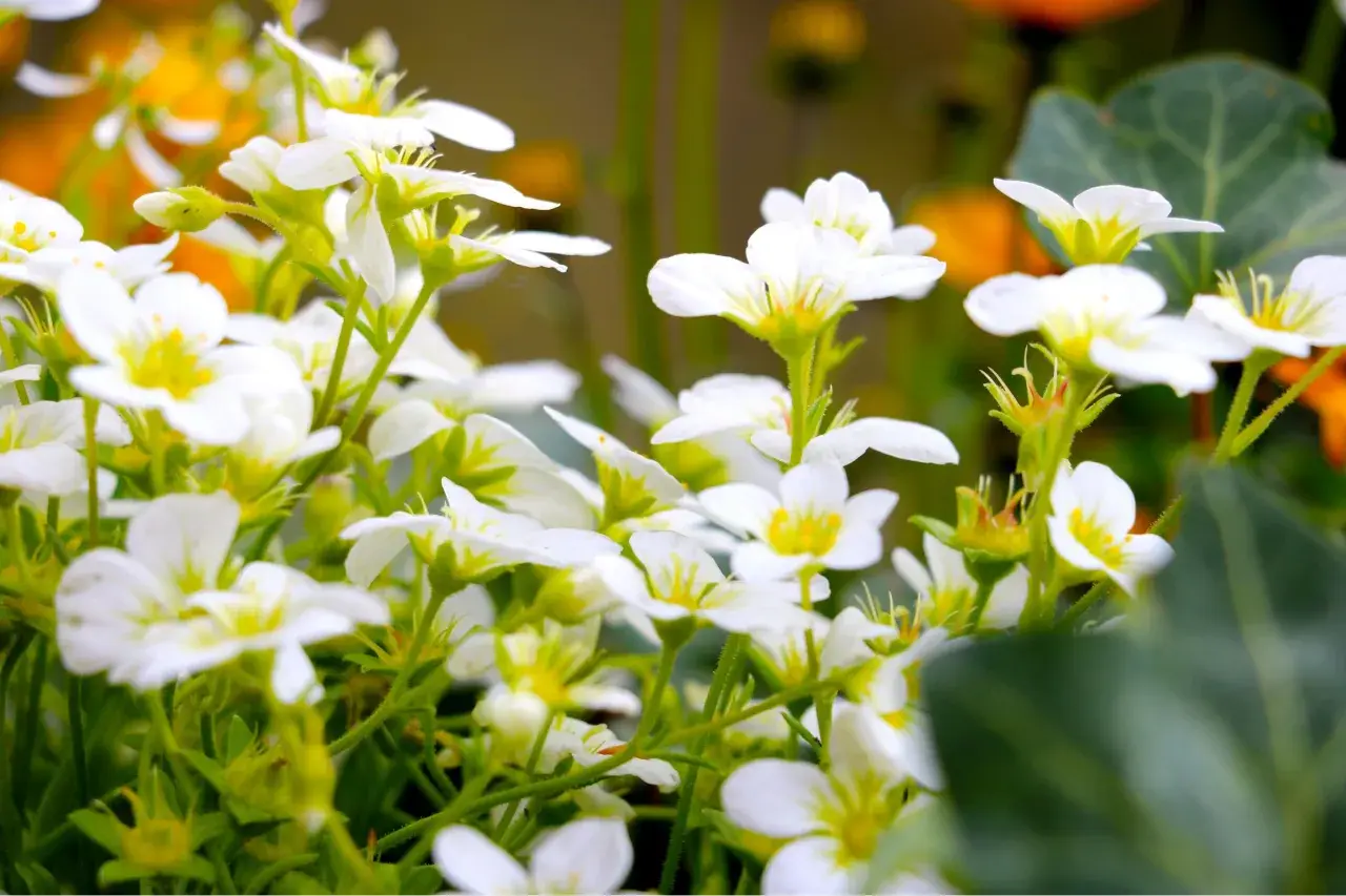 En matta av vita perenner blommar i solljus. De små, delikata blommorna med gula mittpunkter skapar en drömsk scen.
