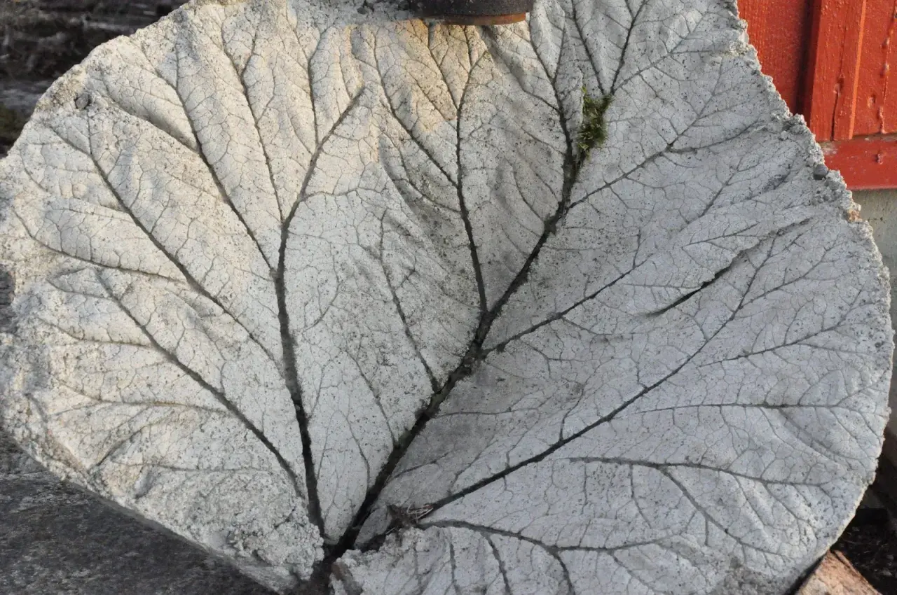 Detaljerad gjutning av rabarberblad i betong, med synliga ådringar och en liten mossfläck.