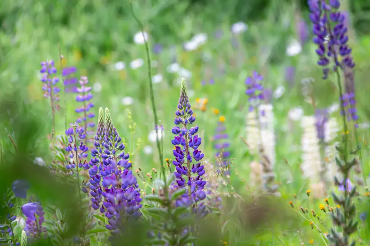 En äng fylld med lila lupin blomma och andra vilda blommor i mjukt fokus.