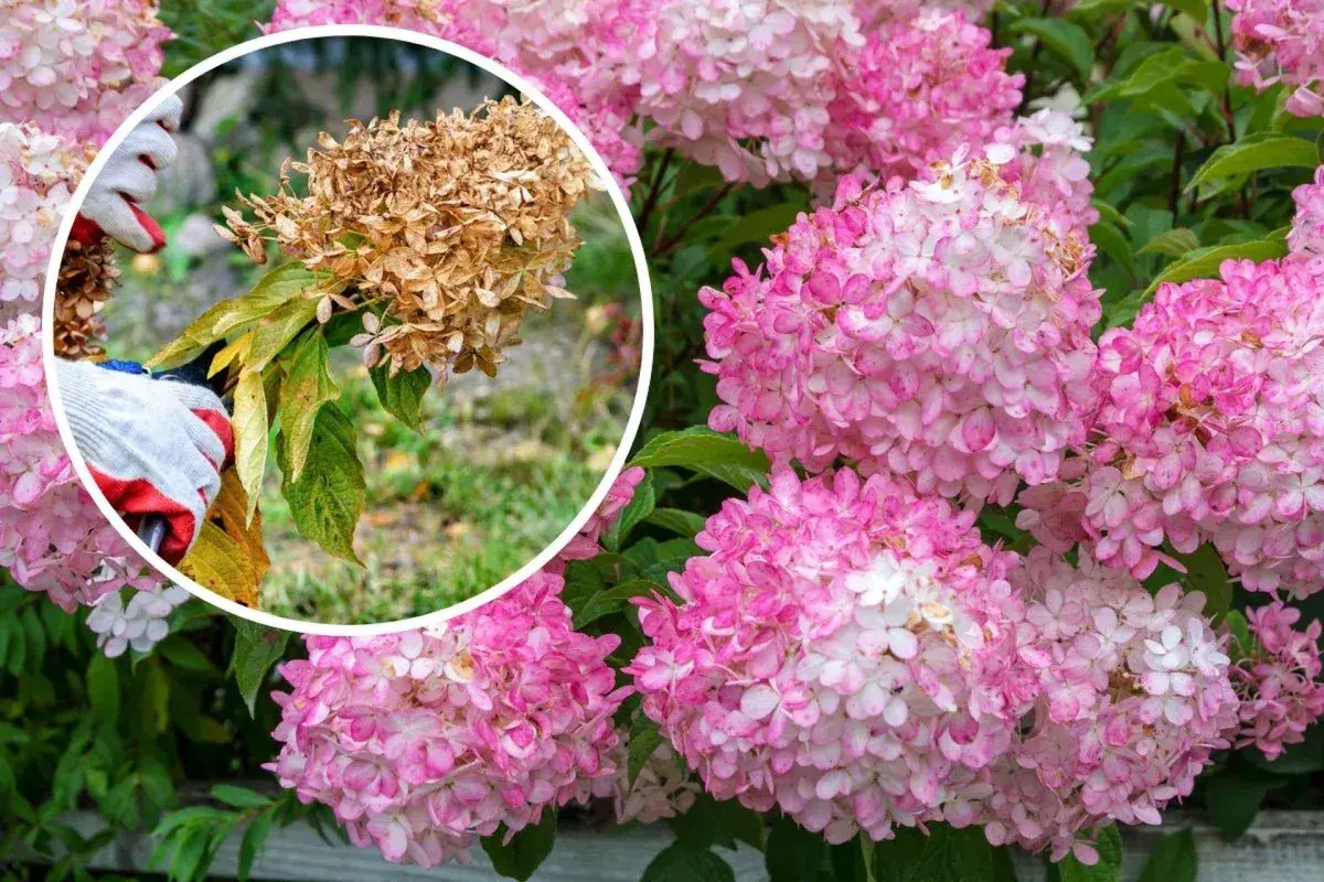 Här beskärs en hortensia. En hand med handske håller i en vissnad blomställning, medan friska rosa blommor syns i bakgrunden.