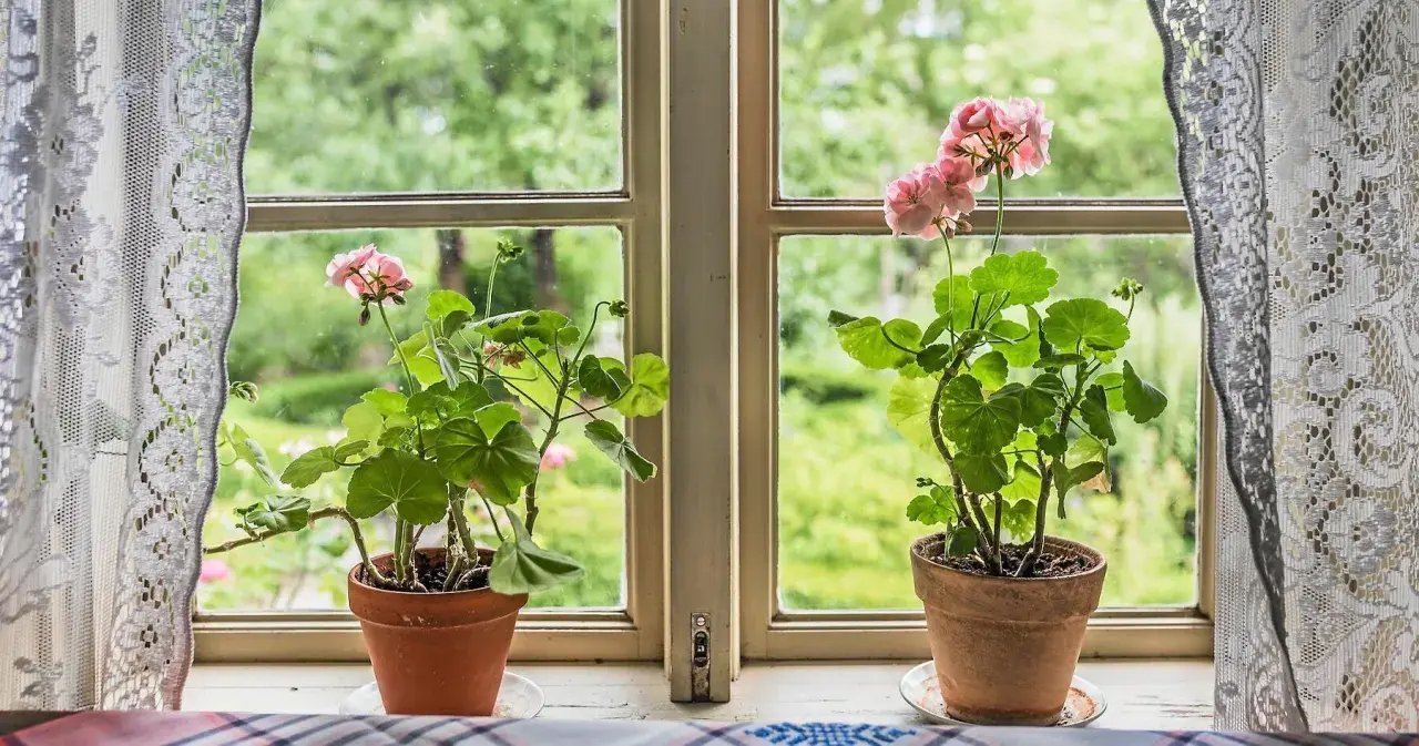 Två krukor med rosa pelargoner står i ett fönster. Utanför syns en grönskande trädgård, som om frosten precis dragit sig tillbaka.