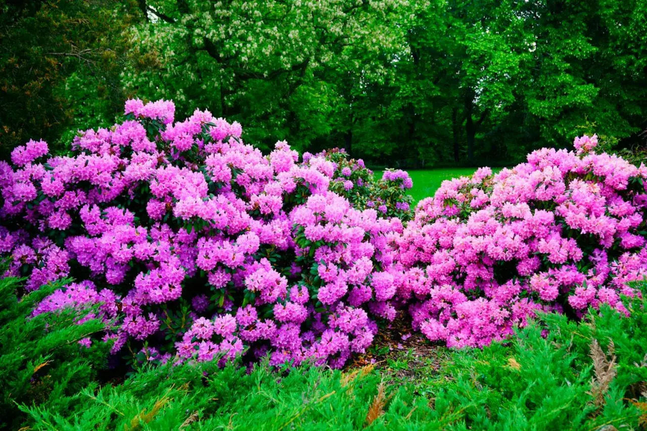 Enorm buske med lila rhododendronblommor i full blom. Grönskande träd i bakgrunden.