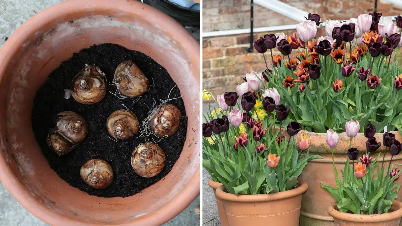Tulpanlökar i kruka, redo att plantera tulpaner på våren. Bredvid blommar mörka, ljusa och orange tulpaner i krukor.