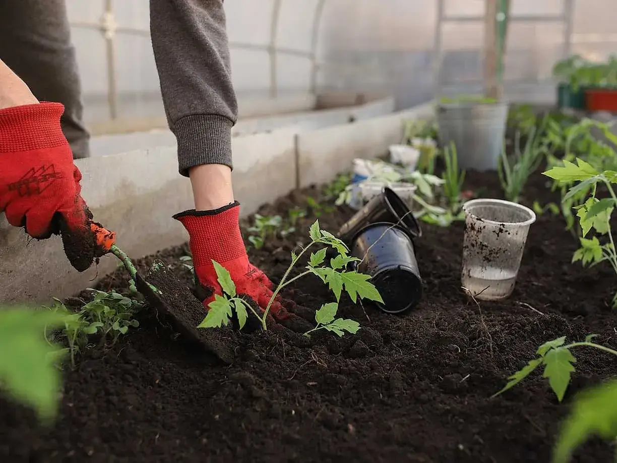 Hand med röd handske planterar tomatplanta i mullrik jord i växthus. Tomma krukor och vattenkopp ligger bredvid.
