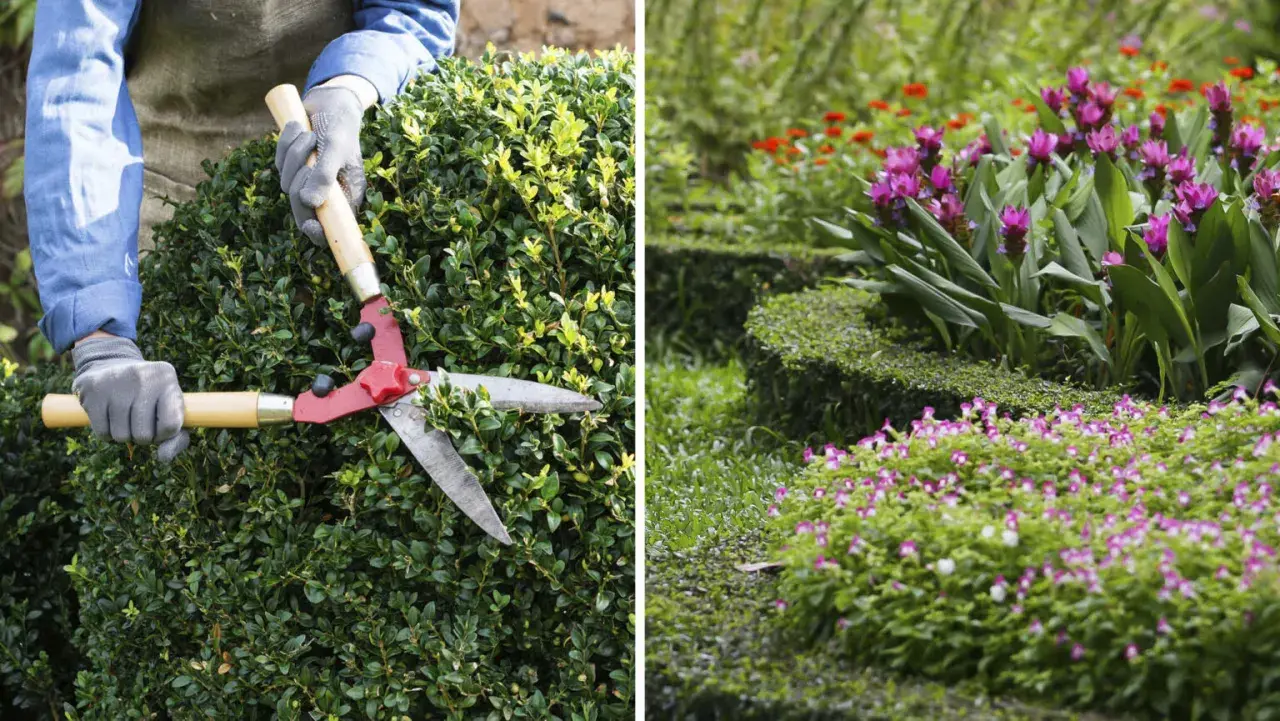 Händer med handskar klipper en grön buske med en stor röd sax. I bakgrunden blommar rosa och röda blommor i en trädgård.