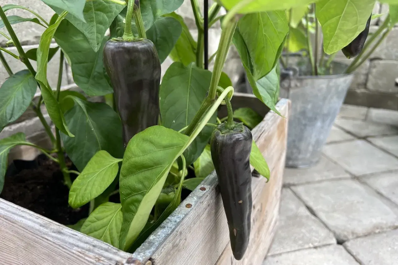 Mörka paprikor hänger från en planta i en trälåda. En fin påminnelse om att odla paprika inomhus för egen skörd.