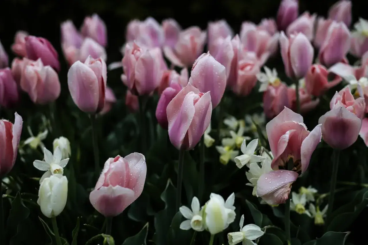 Rosa tulpaner med vattendroppar, redo att planteras p&aring; v&aring;ren. Sm&aring; vita blommor blandas med de mjuka tonerna.