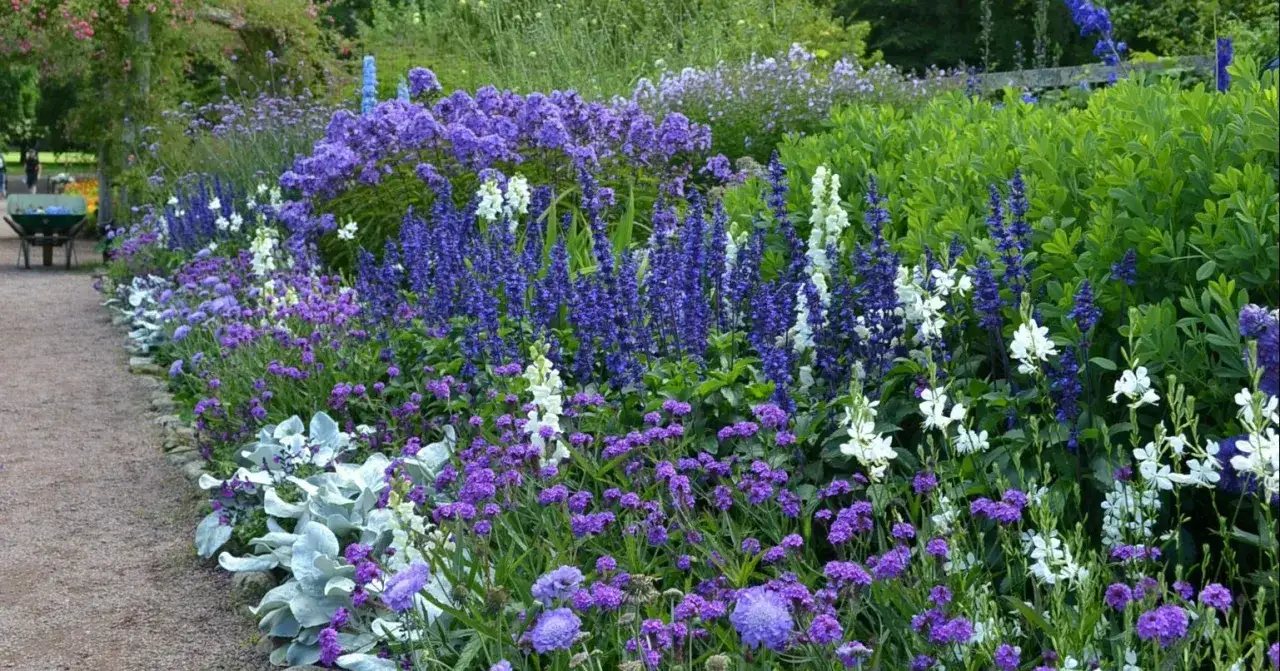 En lummig rabatt med en bl&aring; blomma perenn i fokus. Blandningen av lila och vita blommor skapar en vacker kontrast mot det gr&ouml;na.