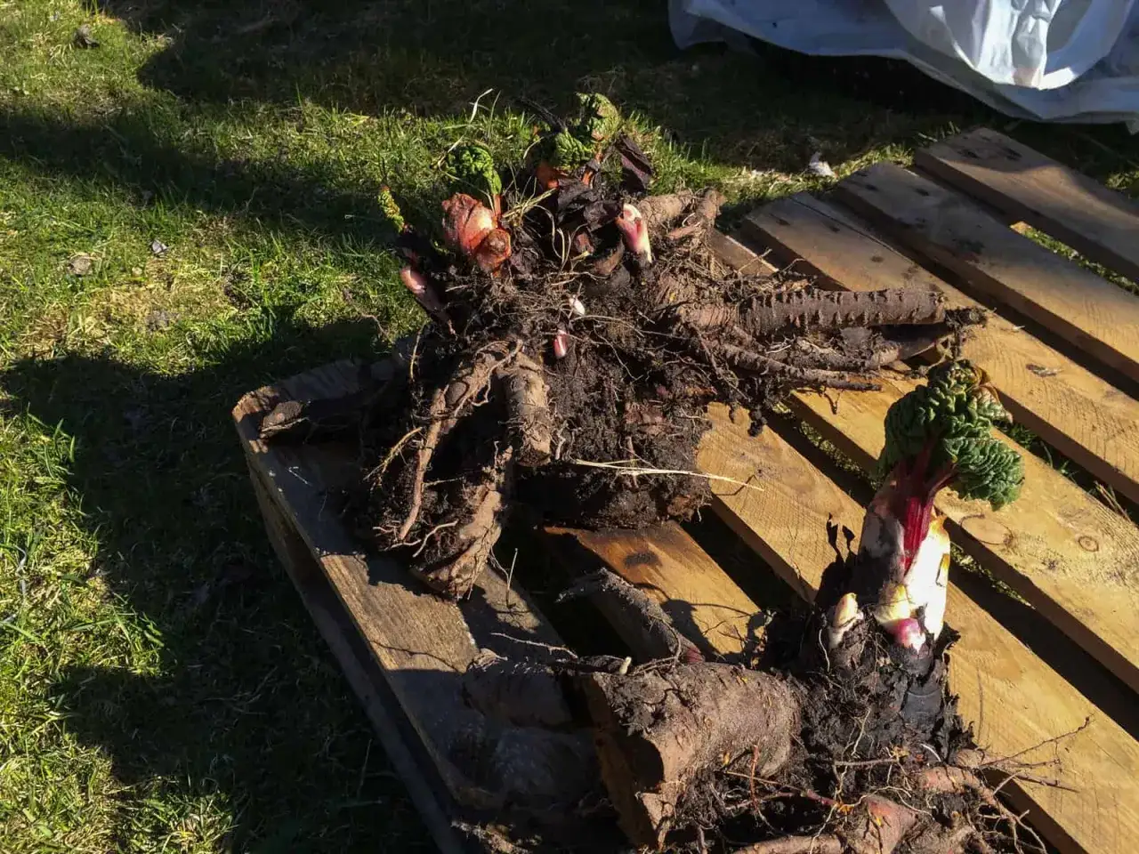 Rabarberplantor med kraftiga r&ouml;tter och nya skott redo att dela. Perfekt f&ouml;r att dela rabarber och sprida den goda smaken.