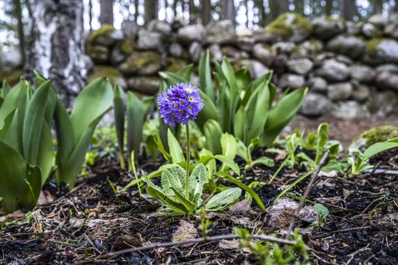 En ensam, vacker bl&aring; blomma utomhus, omgiven av gr&ouml;na blad och en stenmur i bakgrunden.