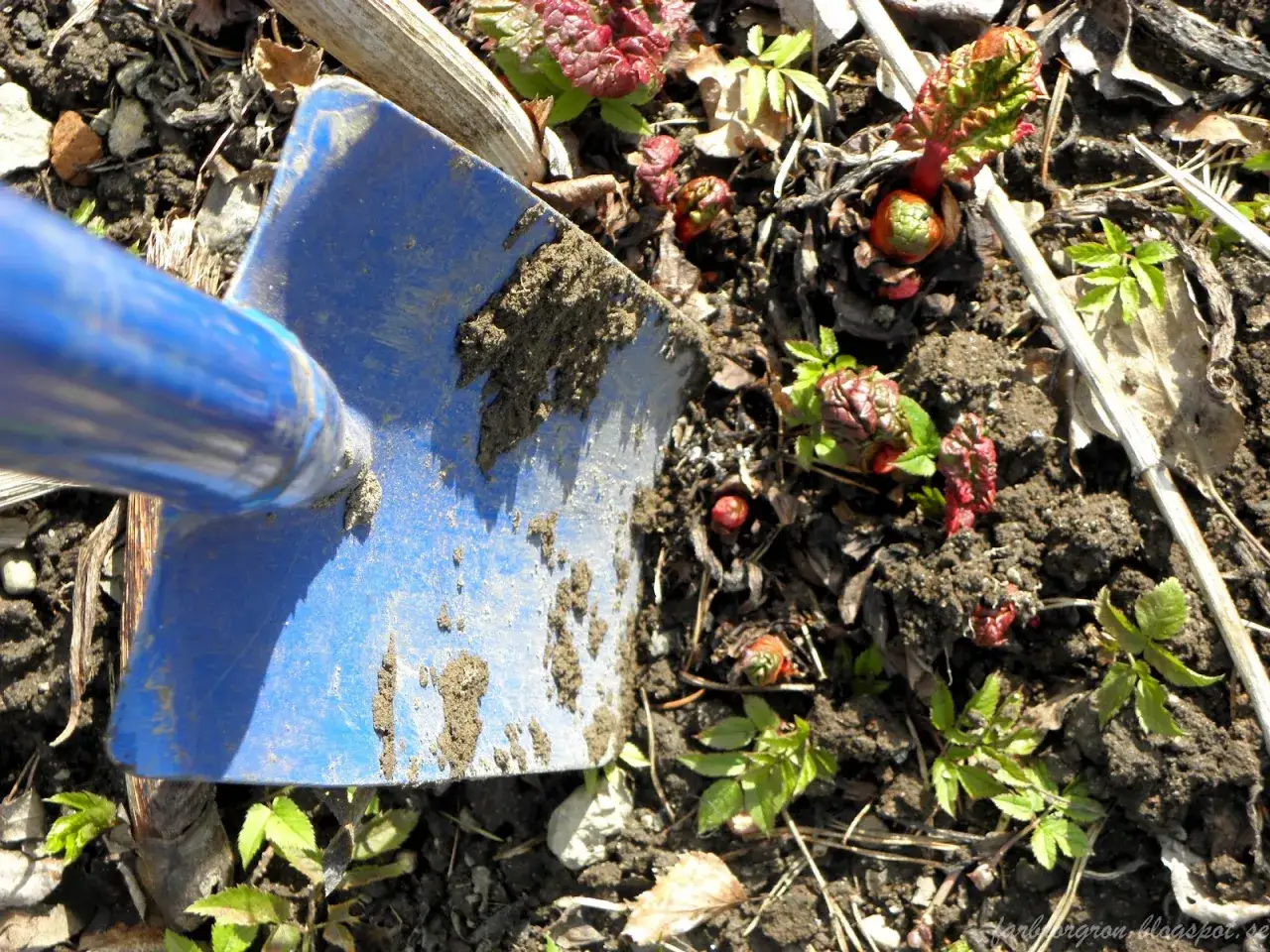En blå spade vilar i jorden bredvid spirande rabarberplantor. Snart är det dags att plantera rabarber för sommaren.