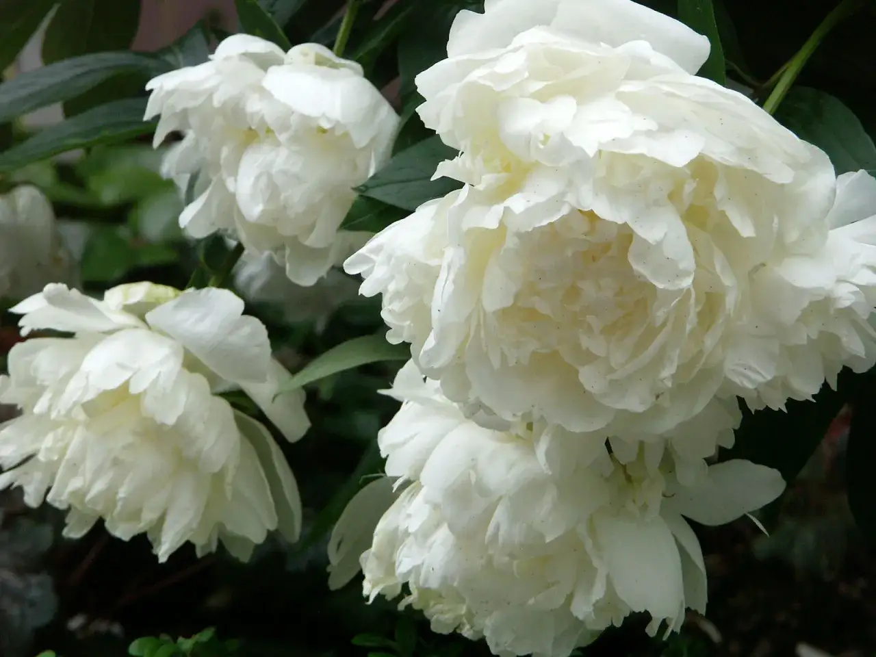 Vita perenner i full blom. M&aring;nga lager av mjuka, vita kronblad skapar fluffiga blommor som ser ut att sv&auml;va bland m&ouml;rkgr&ouml;na blad.