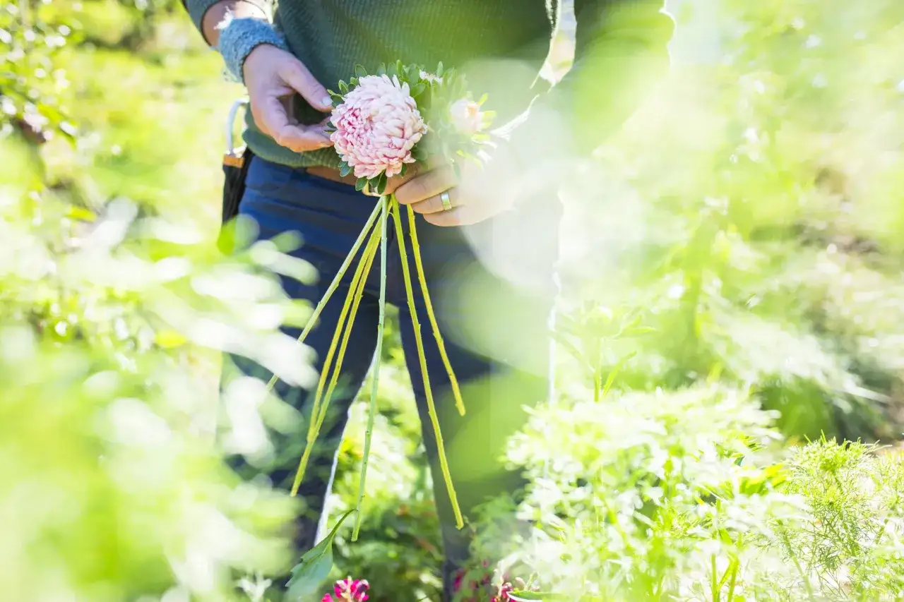 En person håller en bukett av ljusrosa asters, redo att odla snittblommor. Solen lyser genom det gröna.