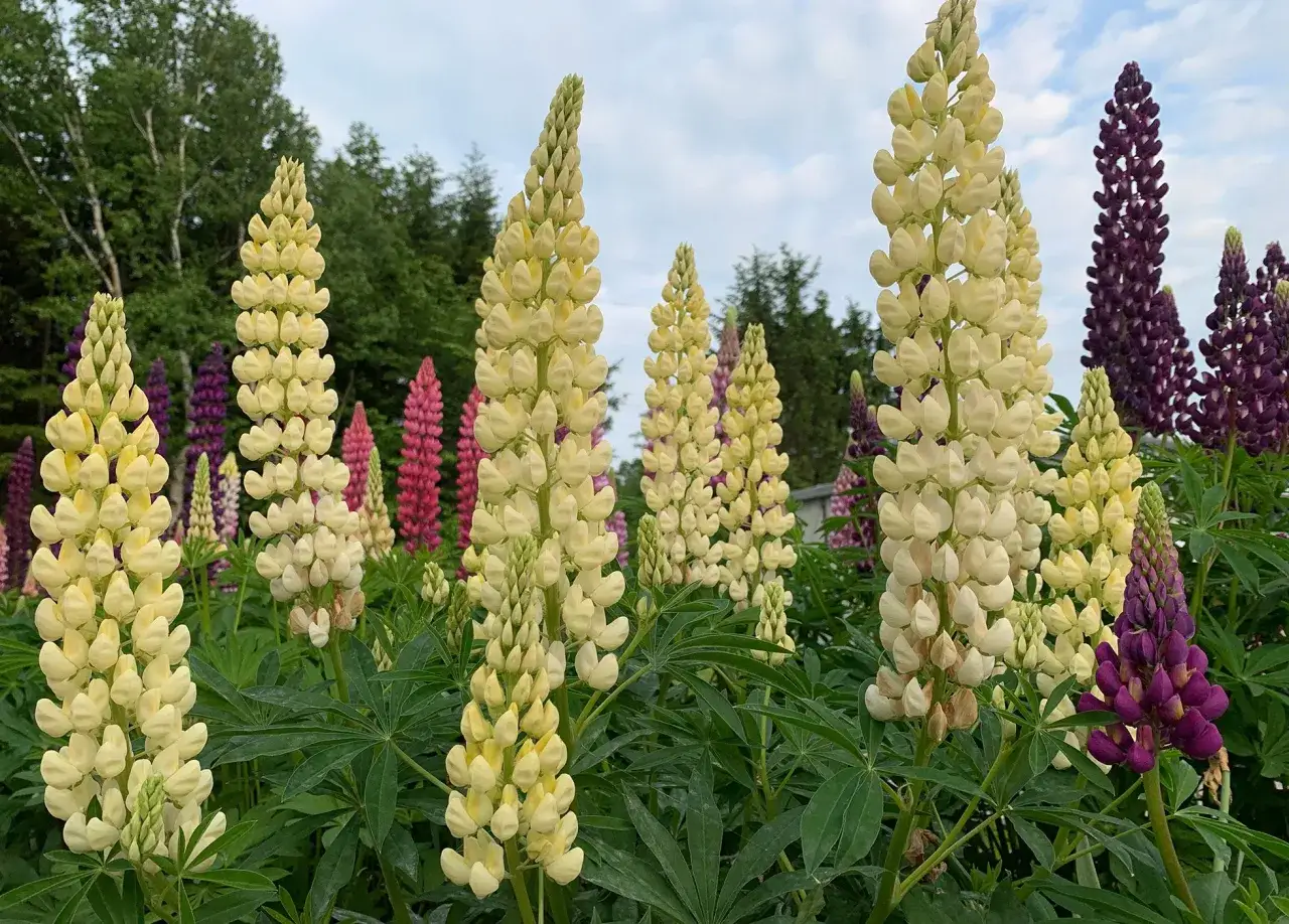 En &auml;ng fylld med h&ouml;ga lupin blommor i nyanser av gult, rosa och lila.