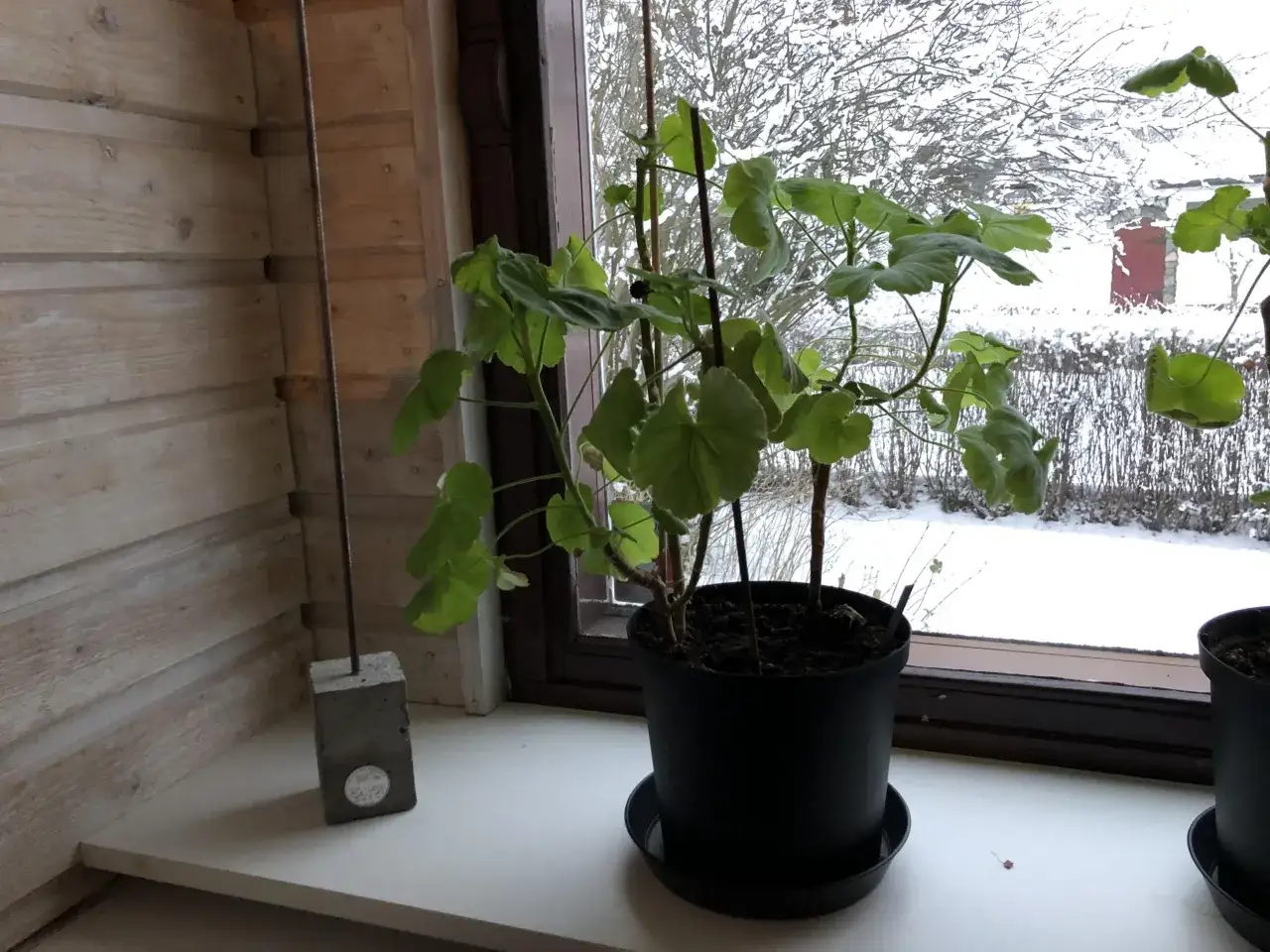 Gr&ouml;na pelargoner i kruka p&aring; en f&ouml;nsterbr&auml;da, med sn&ouml; och tr&auml;d utanf&ouml;r som visar att det &auml;r frost ute.