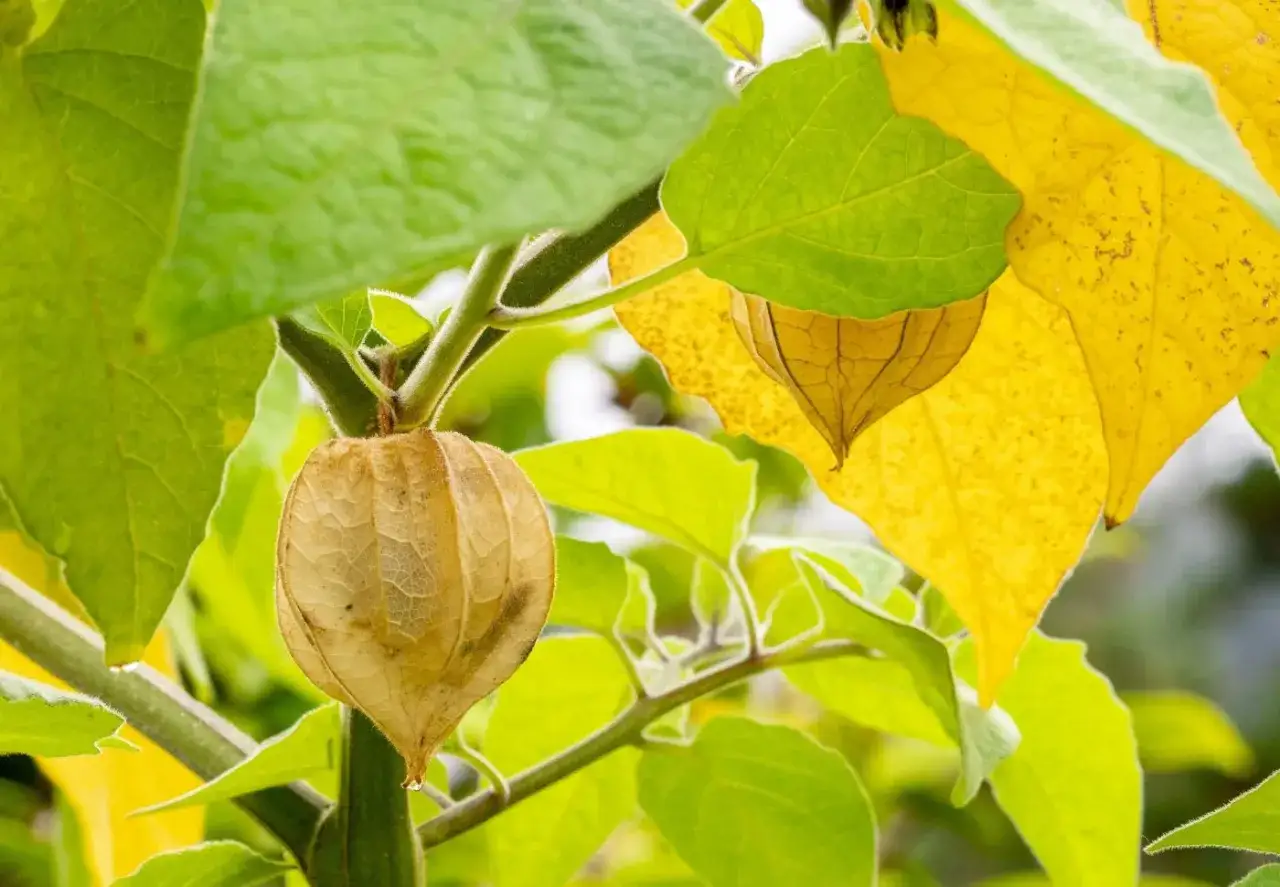 Physalis som mognar, redo att sk&ouml;rdas. Att physalis odla ger en vacker och god sk&ouml;rd.