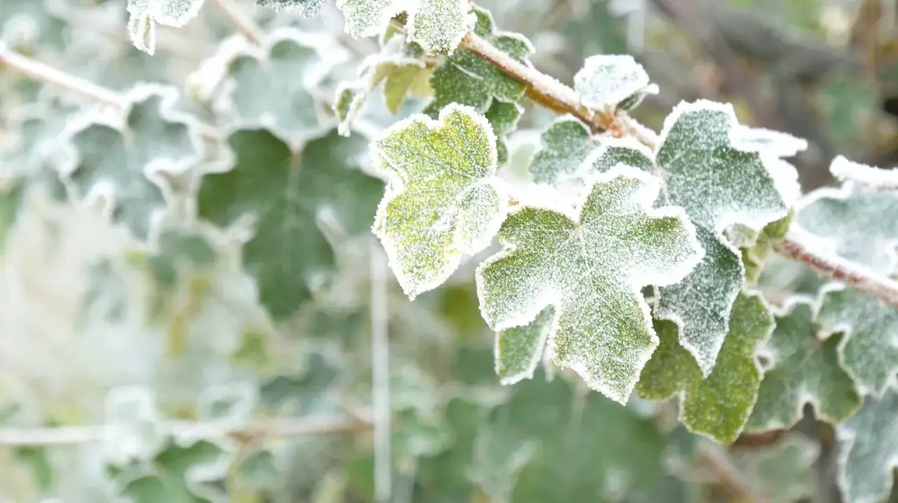 Gr&ouml;na blad med frost l&auml;ngs kanterna. Dessa t&aring;l vindruvor frost och ser ut att klara vintern bra.