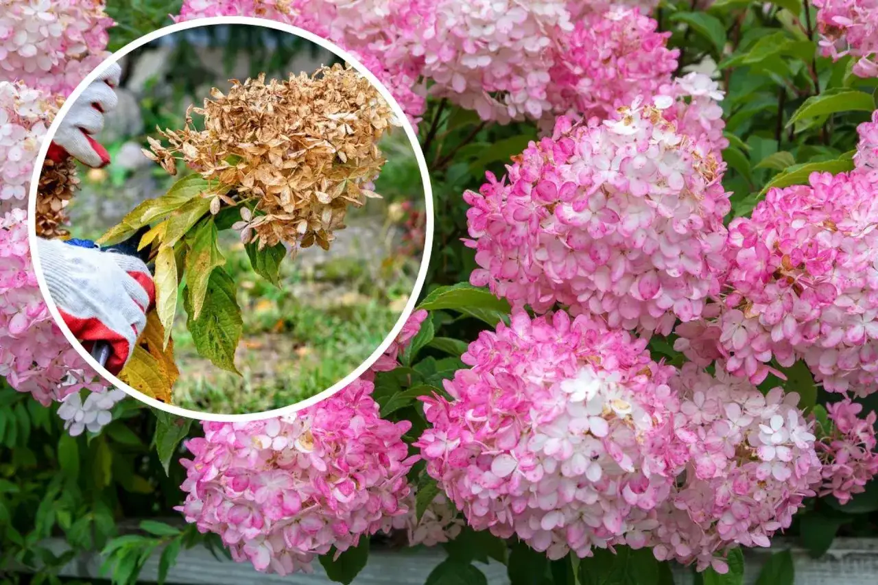 H&auml;r visas hur man klipper hortensia. En hand med handske h&aring;ller i en vissnad blomst&auml;llning, medan friska rosa blommor syns i bakgrunden.
