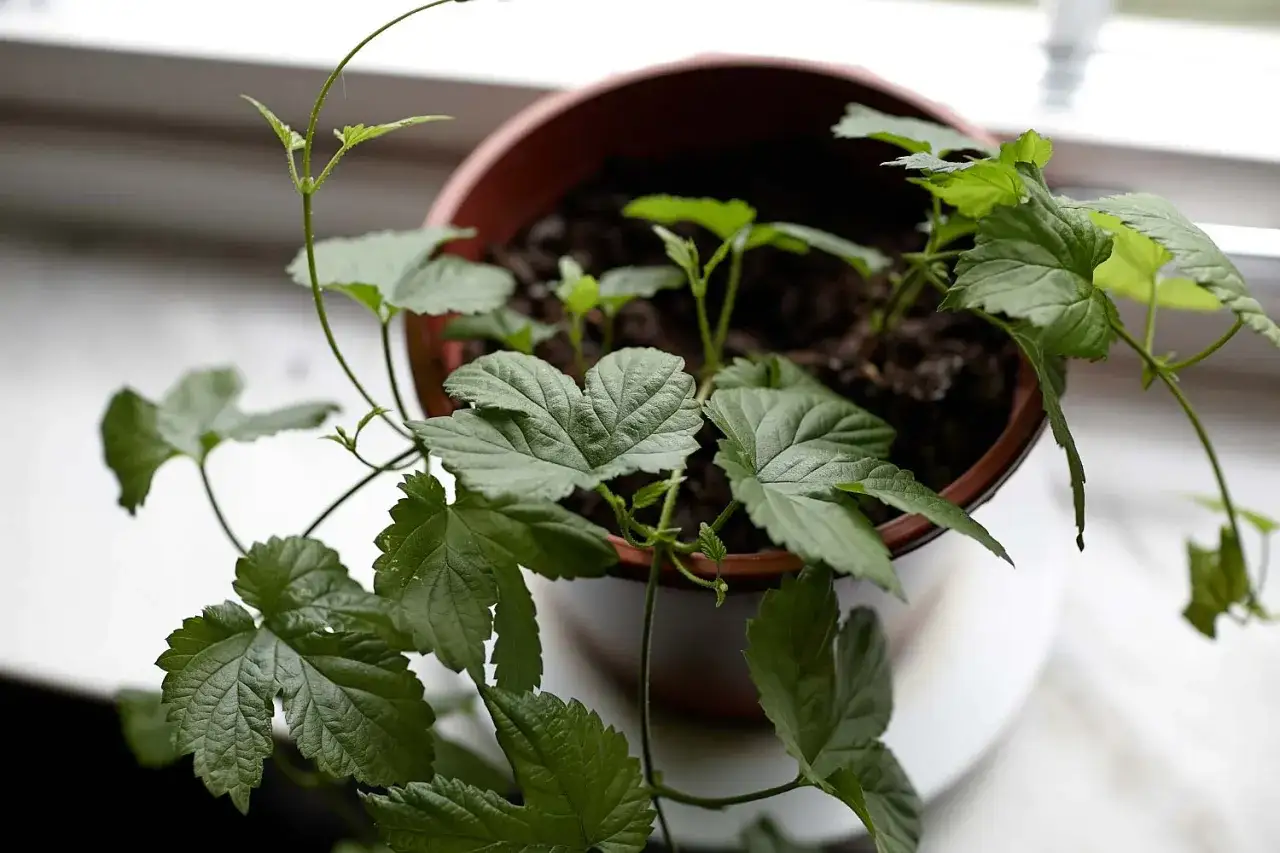 En ung humle i kruka som v&auml;xer vid ett f&ouml;nster. Dess gr&ouml;na blad kl&auml;ttrar ut&aring;t.