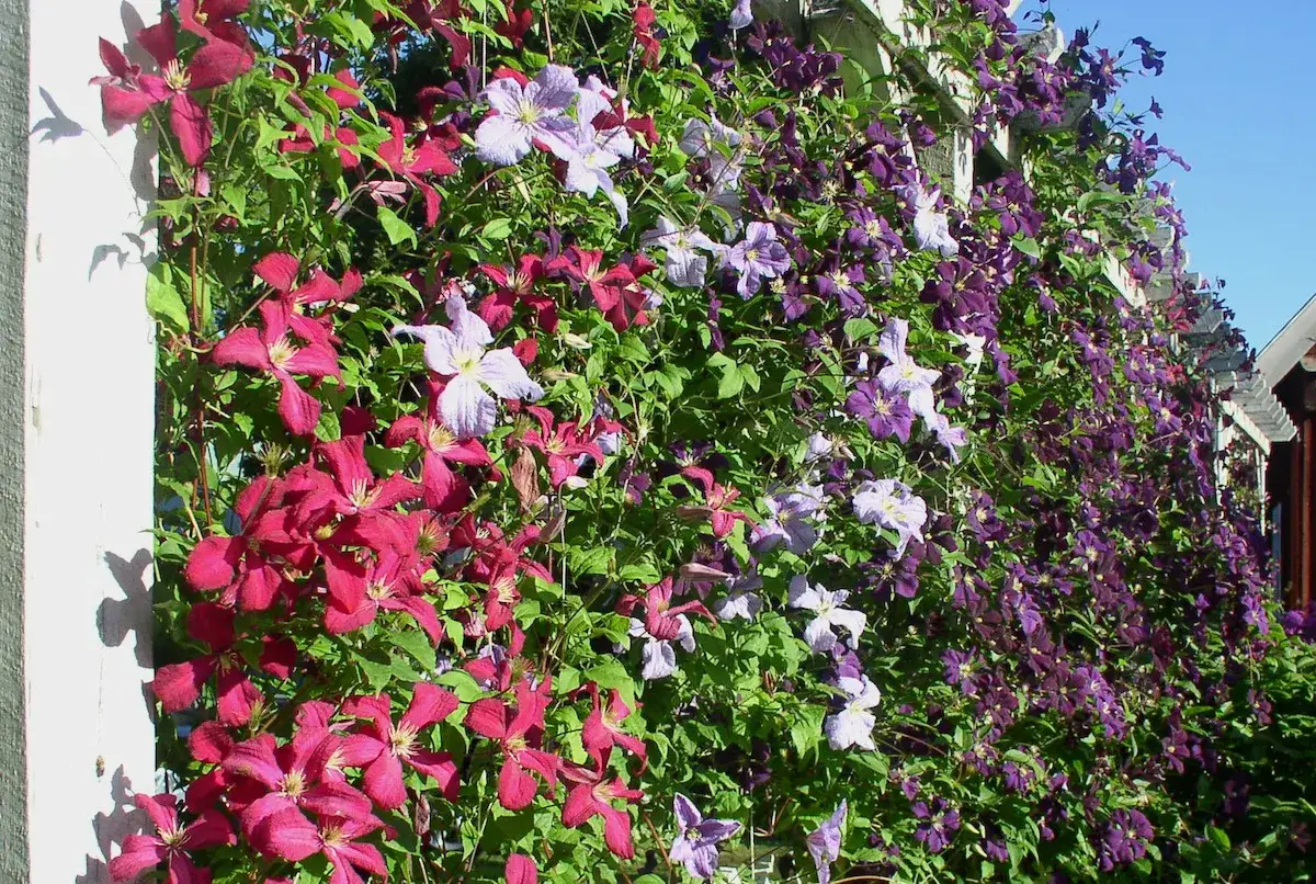 En v&auml;gg t&auml;ckt av klematis i olika nyanser av lila och rosa, som kl&auml;ttrar l&auml;ngs en vit spalj&eacute;. Vissa blommor badar i solljus, medan andra njuter av klematis skugga.