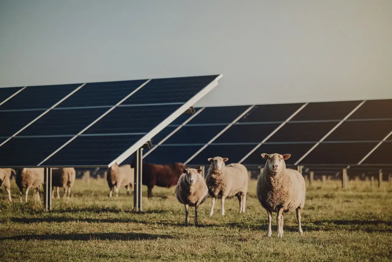 F&aring;r betar lugnt bredvid solpaneler p&aring; marken. En idyllisk scen d&auml;r f&ouml;rnybar energi m&ouml;ter lantbruk.