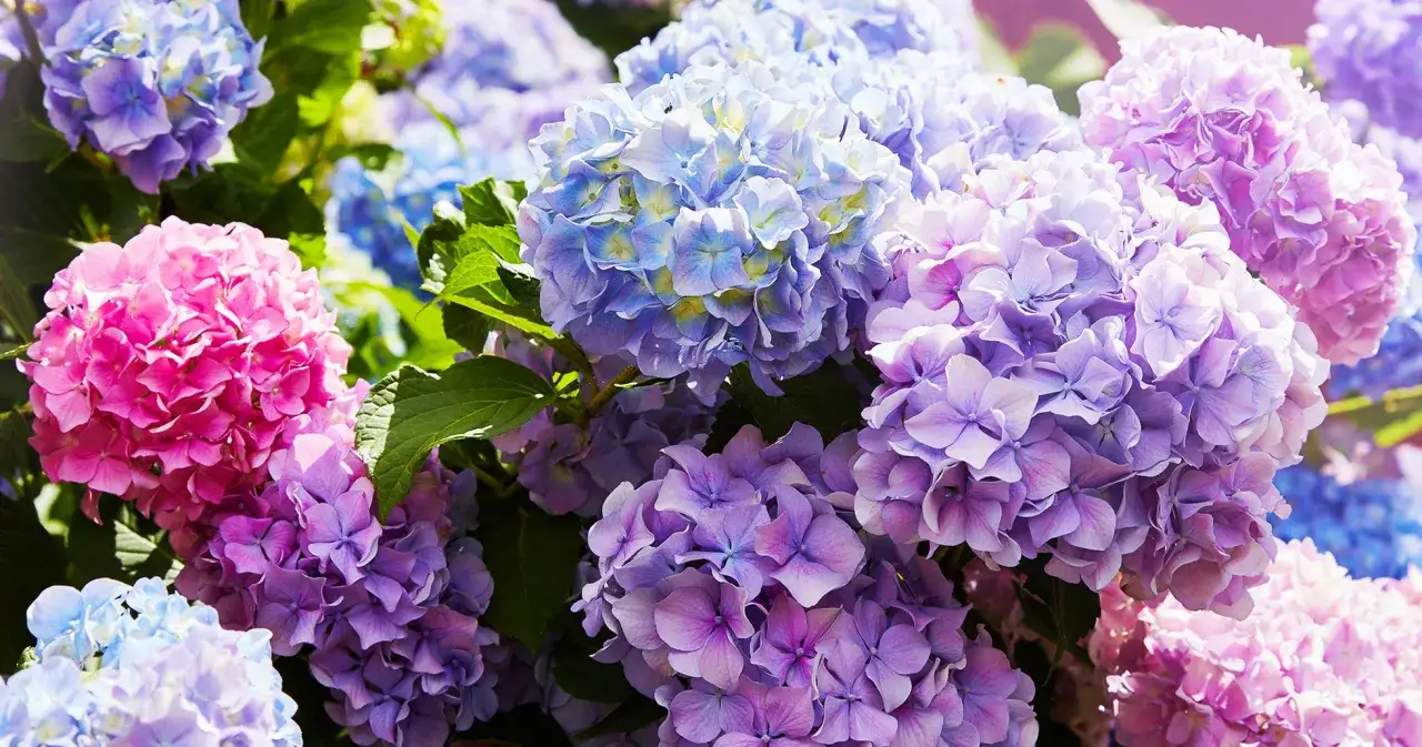 En bukett av olika hortensia sorter i nyanser av rosa, lila och blått.