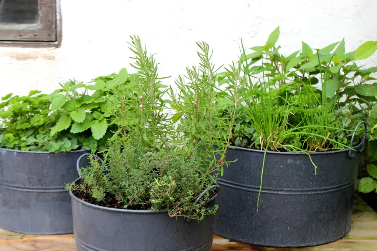 Tre svarta zinkbaljor fyllda med &ouml;rter. I f&ouml;rgrunden en t&auml;t timjanplanta, bakom den rosmarin. I bakre baljan syns gr&auml;sl&ouml;k, persilja och mynta. En fin plats att odla dragon.