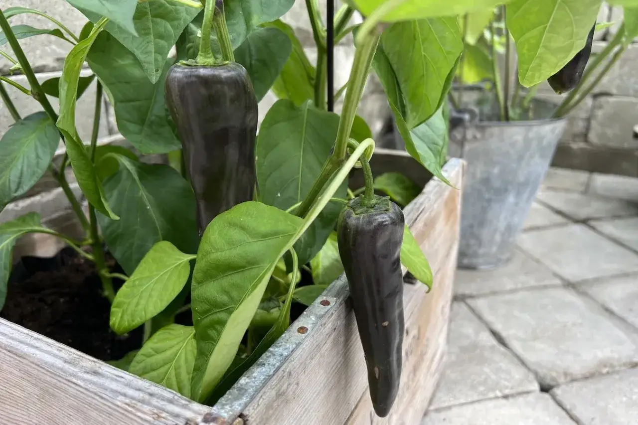 M&ouml;rka paprikor h&auml;nger fr&aring;n en planta i en tr&auml;kruka. Det &auml;r enkelt att odla paprika inomhus och f&aring; en fin sk&ouml;rd.