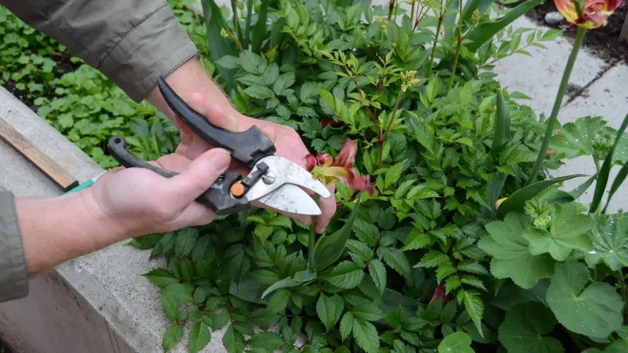 H&auml;nder som klipper en blomma med sekat&ouml;r bland gr&ouml;na buskar.