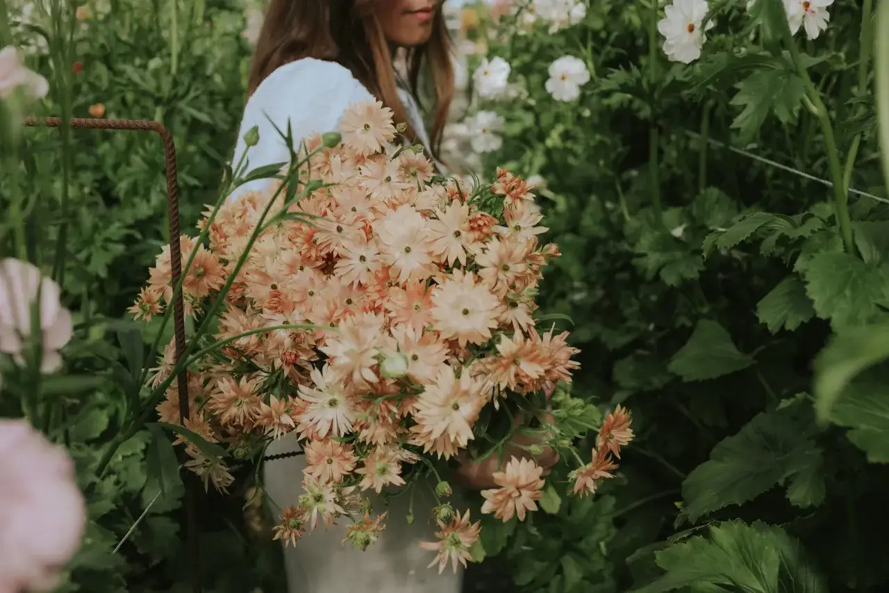 En person h&aring;ller en bukett persikof&auml;rgade ranunkel perenn blommor i en blomsterodling.